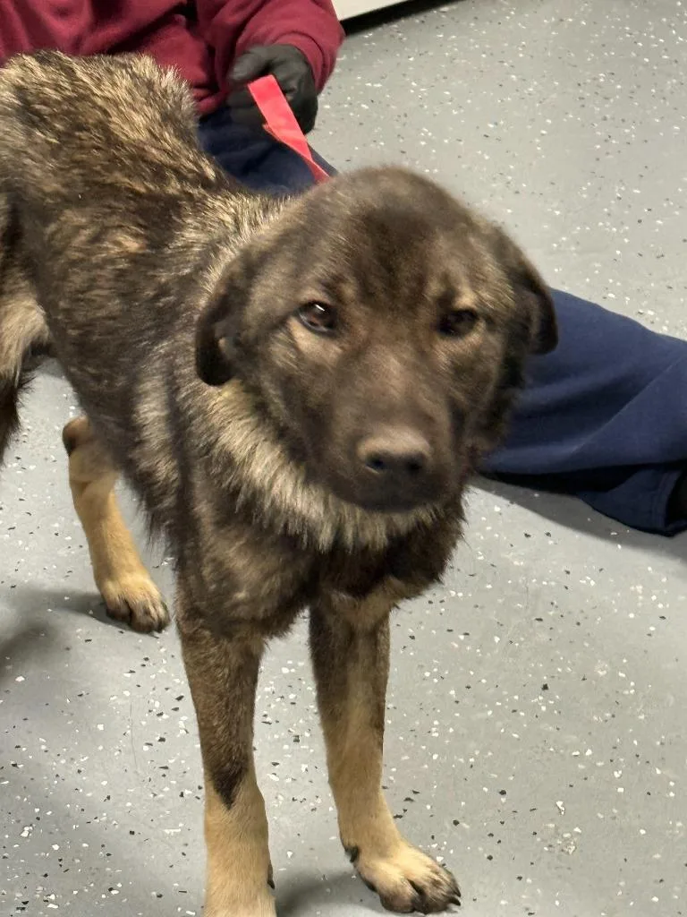 Maverick thumbnail 3