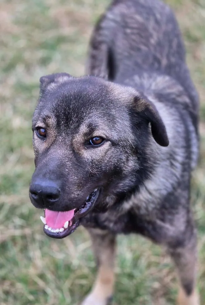 Maverick thumbnail 4