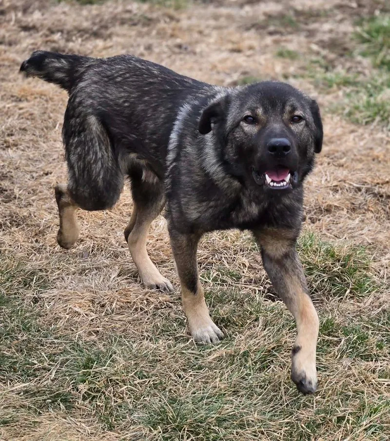 Maverick thumbnail 5