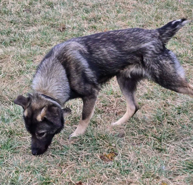 Maverick thumbnail 6