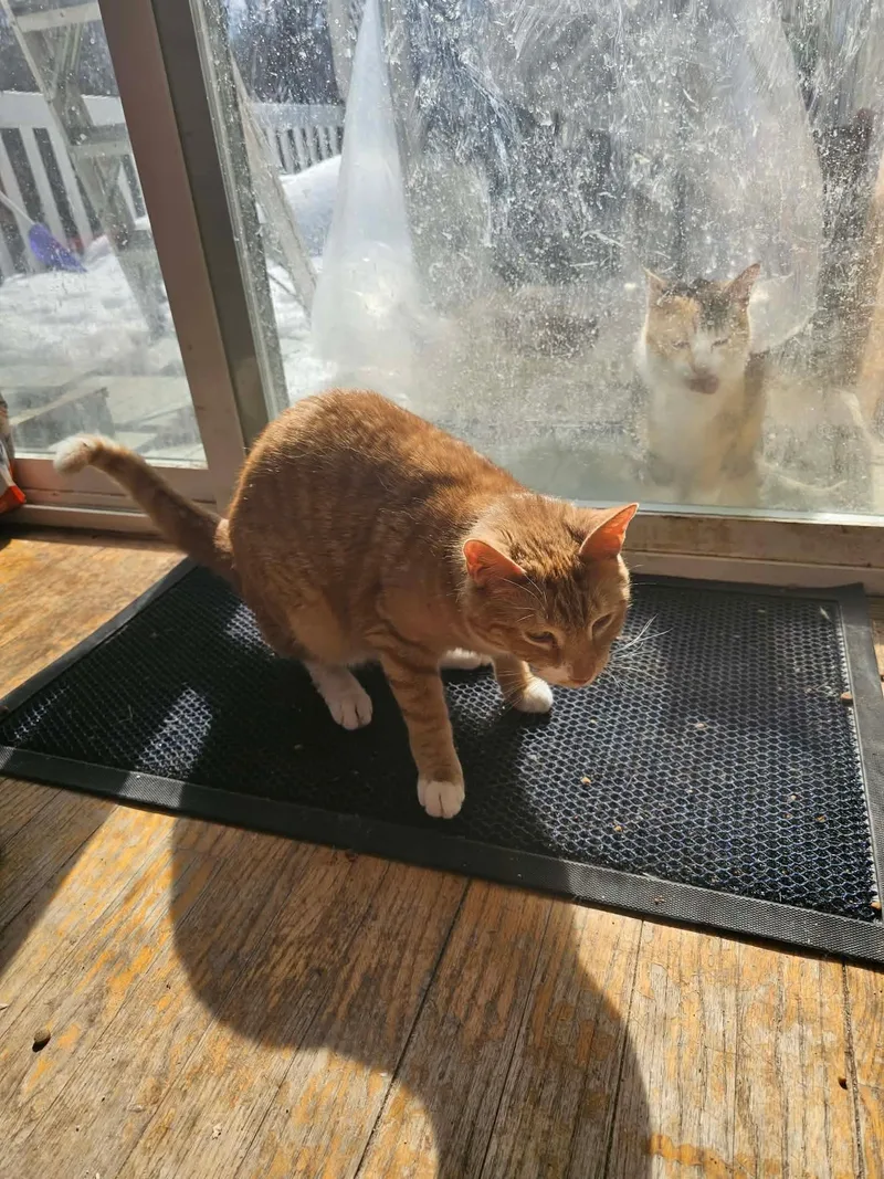 Mctavish thumbnail 2