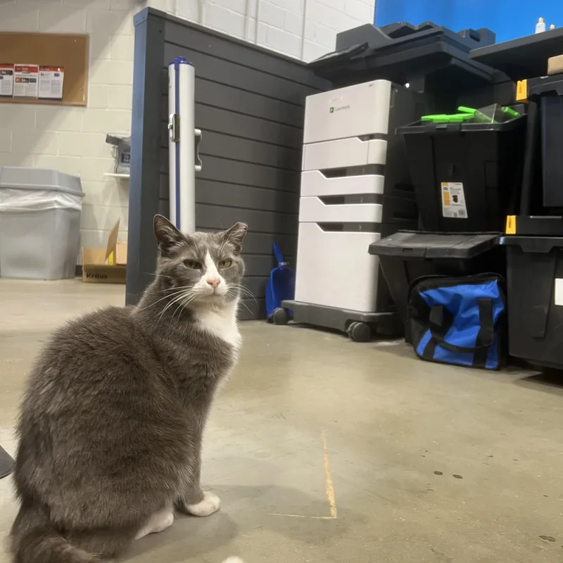 Violet  From The thumbnail 2