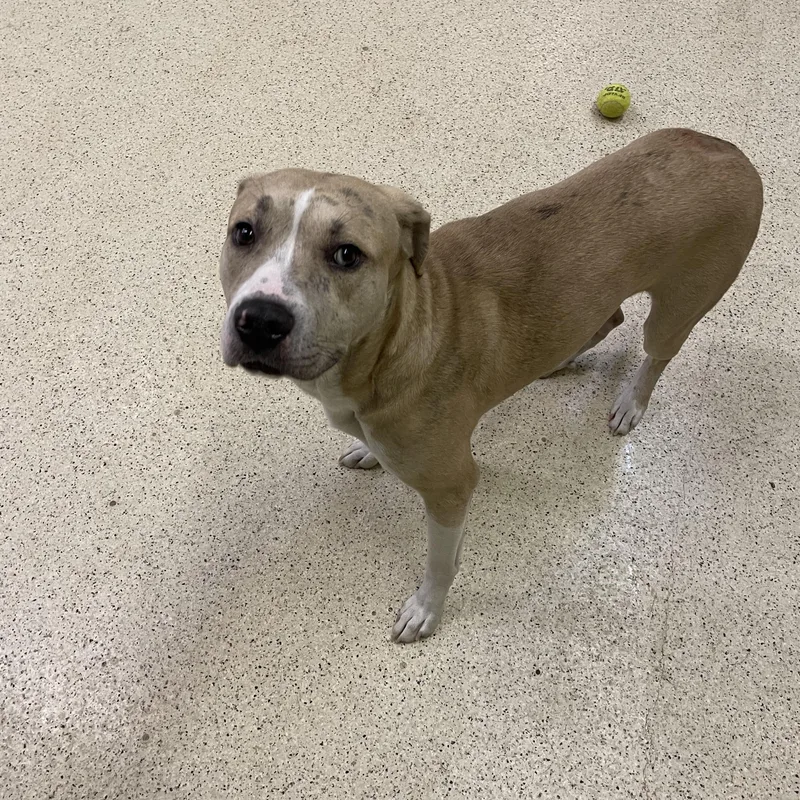 Hercules thumbnail 4