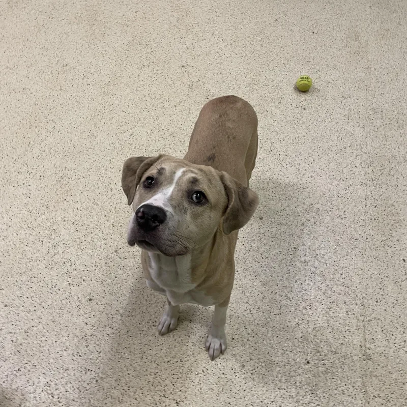 Hercules thumbnail 5