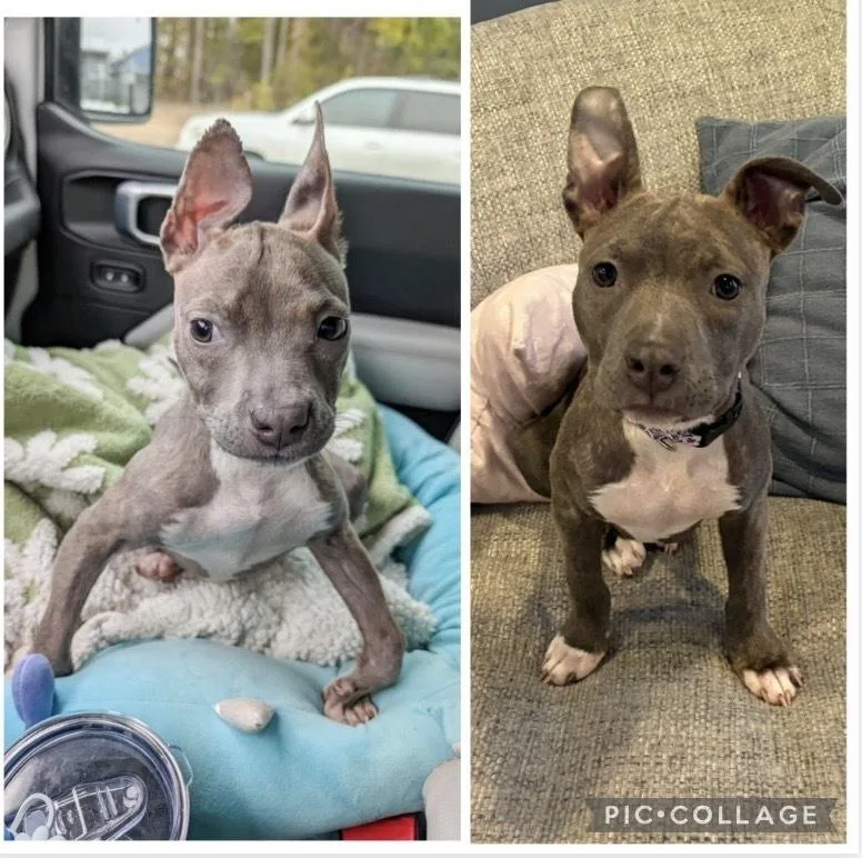 Pippi Longstocking thumbnail 3