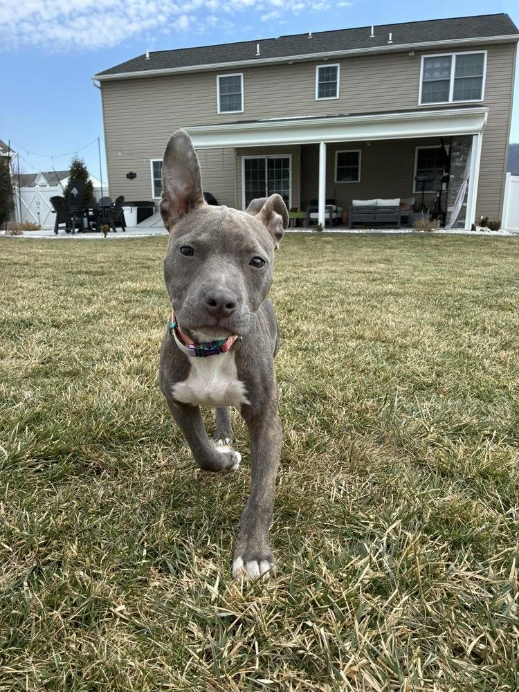 Pippi Longstocking thumbnail 4