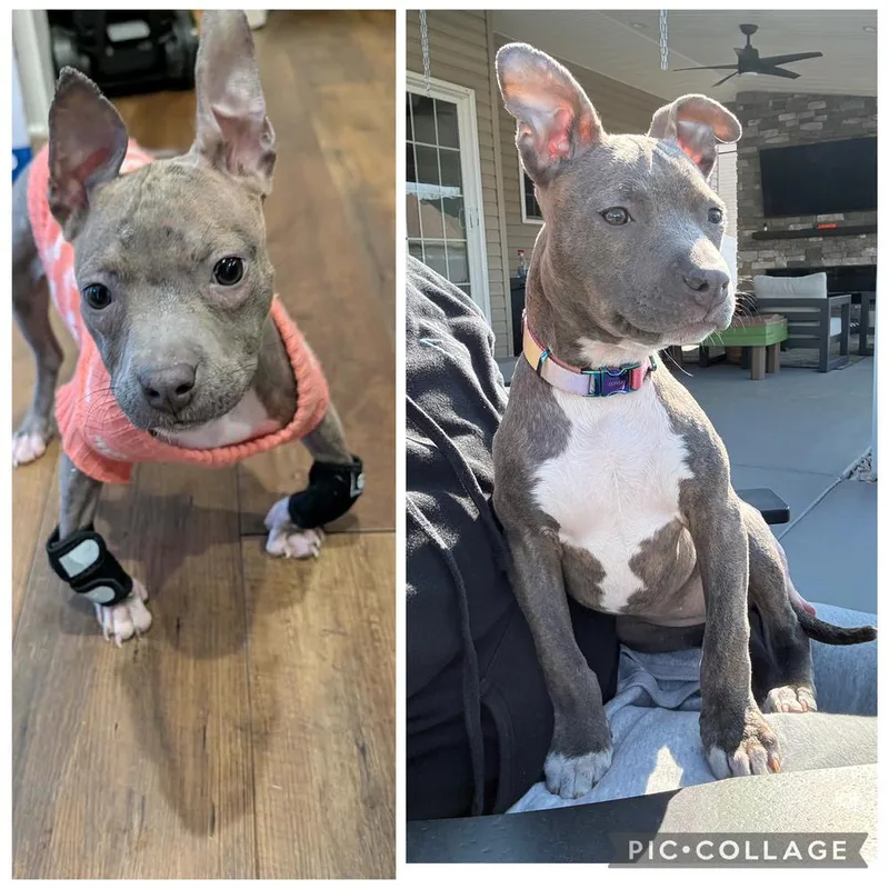 Pippi Longstocking thumbnail 6