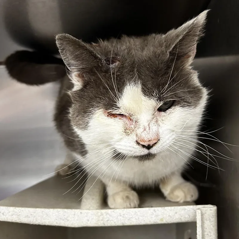 Habanero thumbnail 2