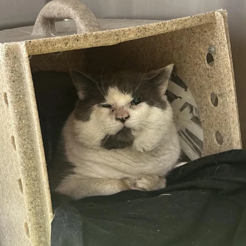 Habanero thumbnail 4