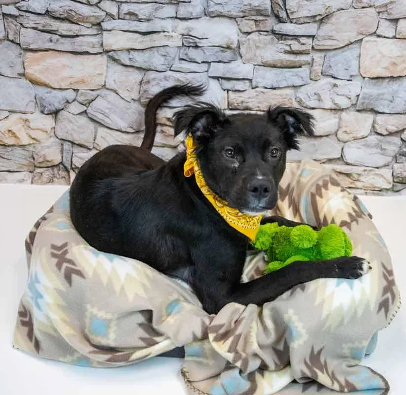 Holly Hobby thumbnail 2