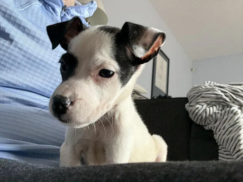 Limoncello thumbnail 2