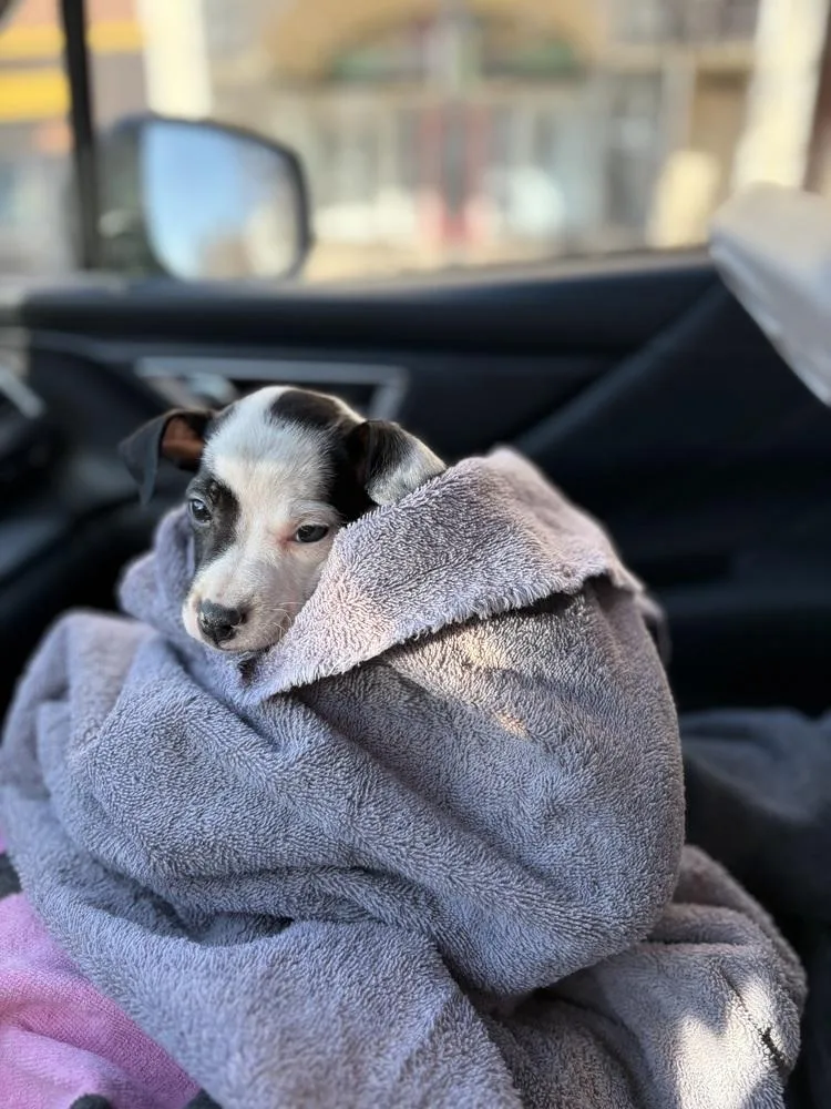 Limoncello thumbnail 3