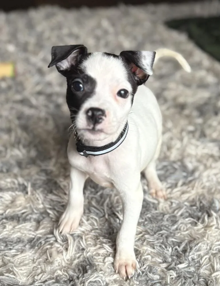 Limoncello thumbnail 4