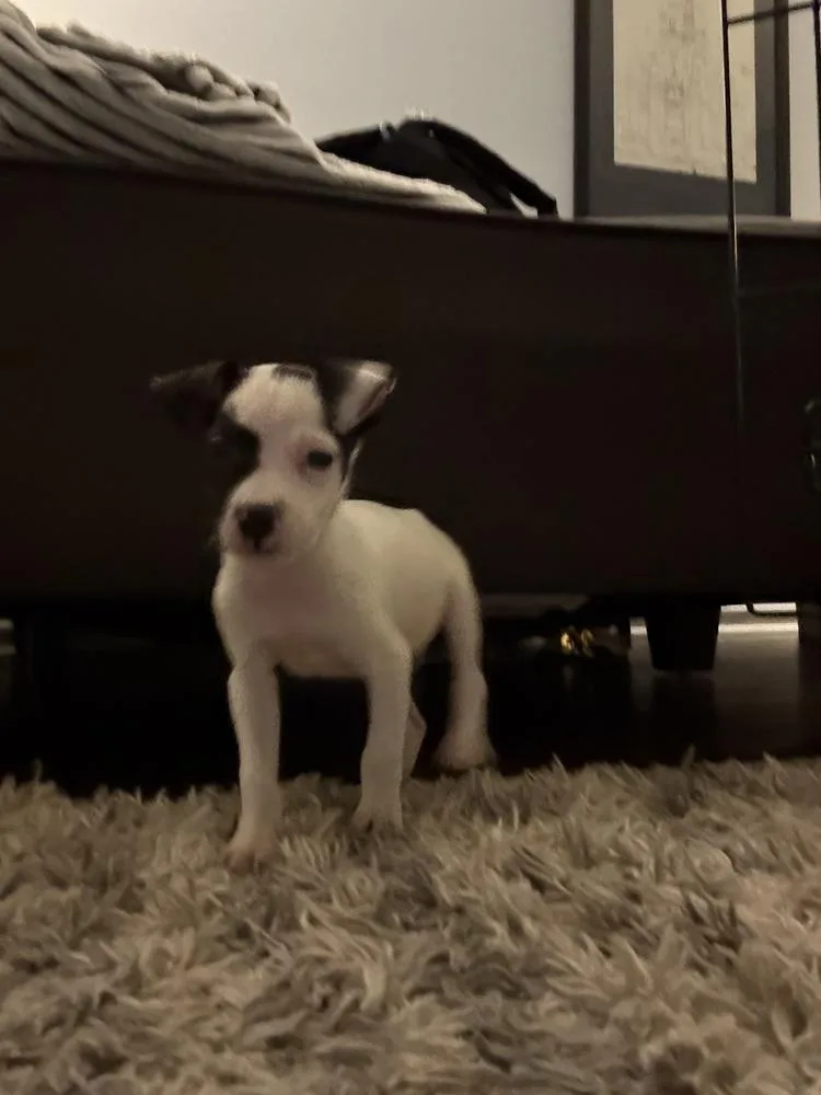 Limoncello thumbnail 5