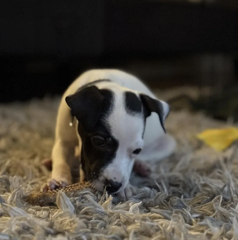 Limoncello thumbnail 6