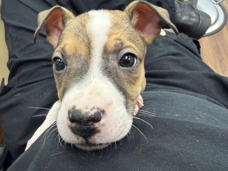 Chambord thumbnail 3