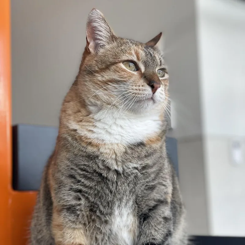 Miss Rich thumbnail 3