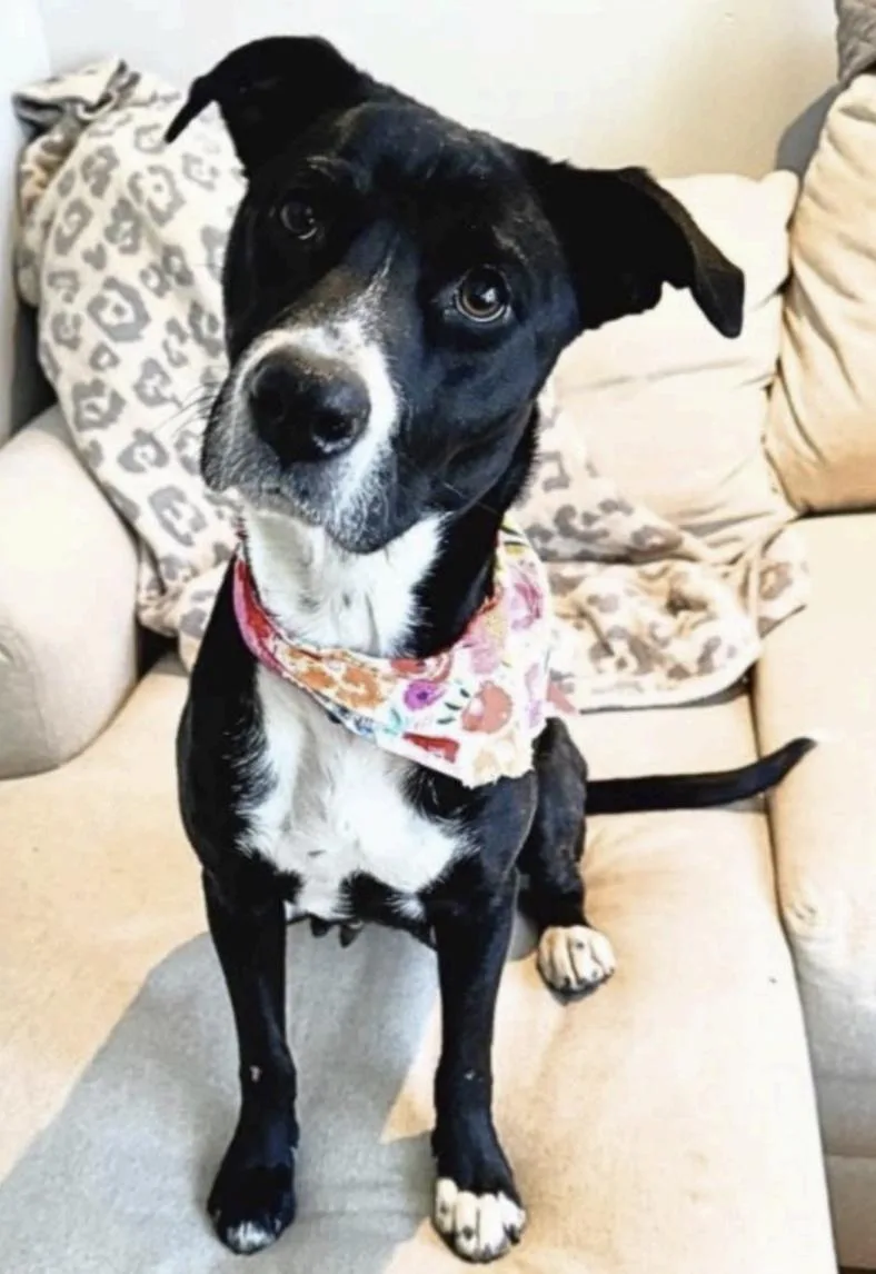 Penelope thumbnail 2