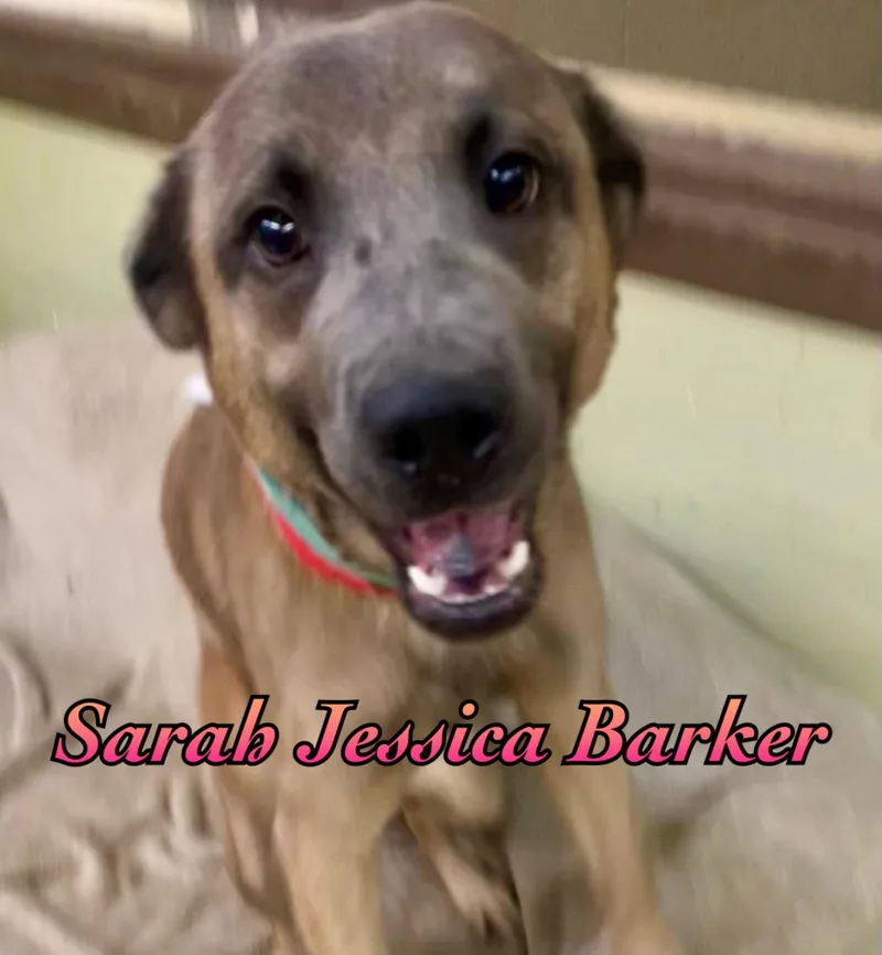 Sarah Jessica Parker