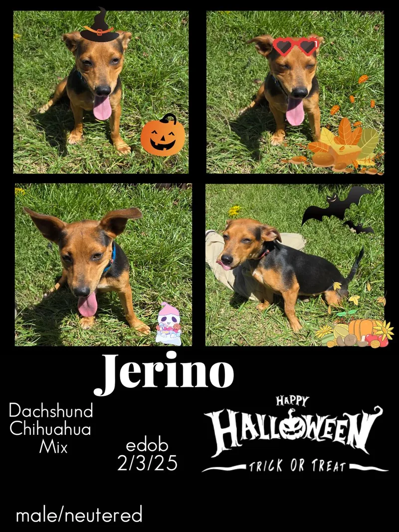 Jerino Wvt thumbnail 2