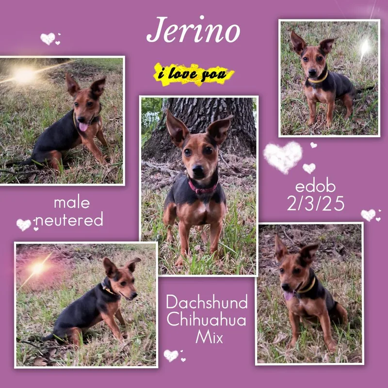 Jerino Wvt thumbnail 3