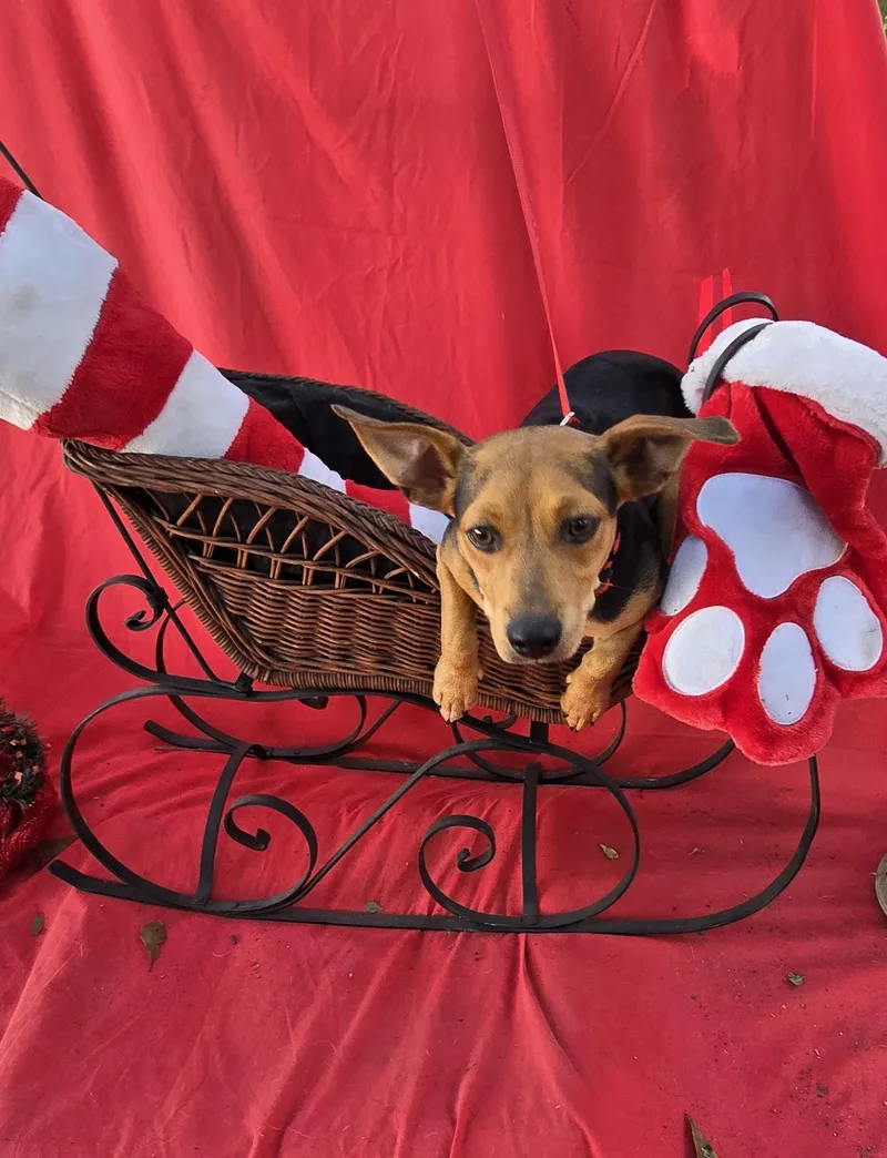 Jerino Wvt thumbnail 6