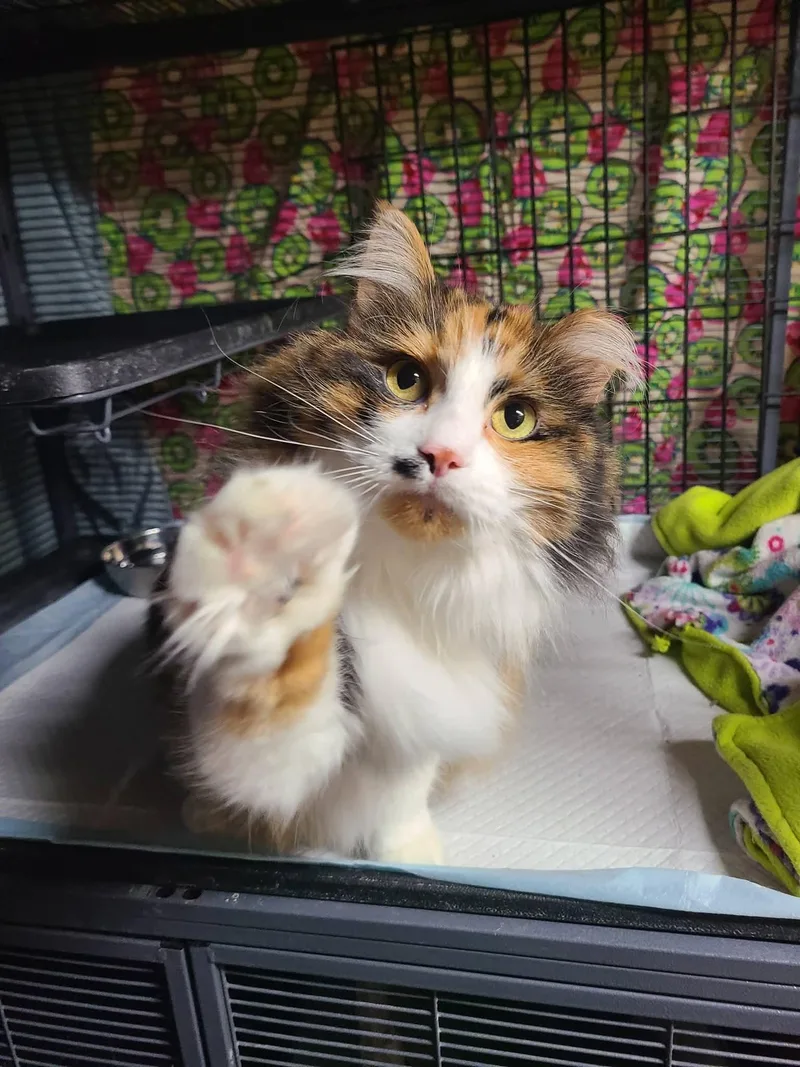 Francesca thumbnail 2