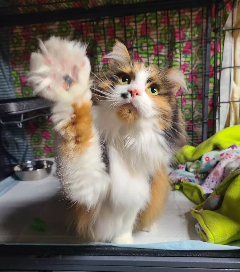 Francesca thumbnail 3