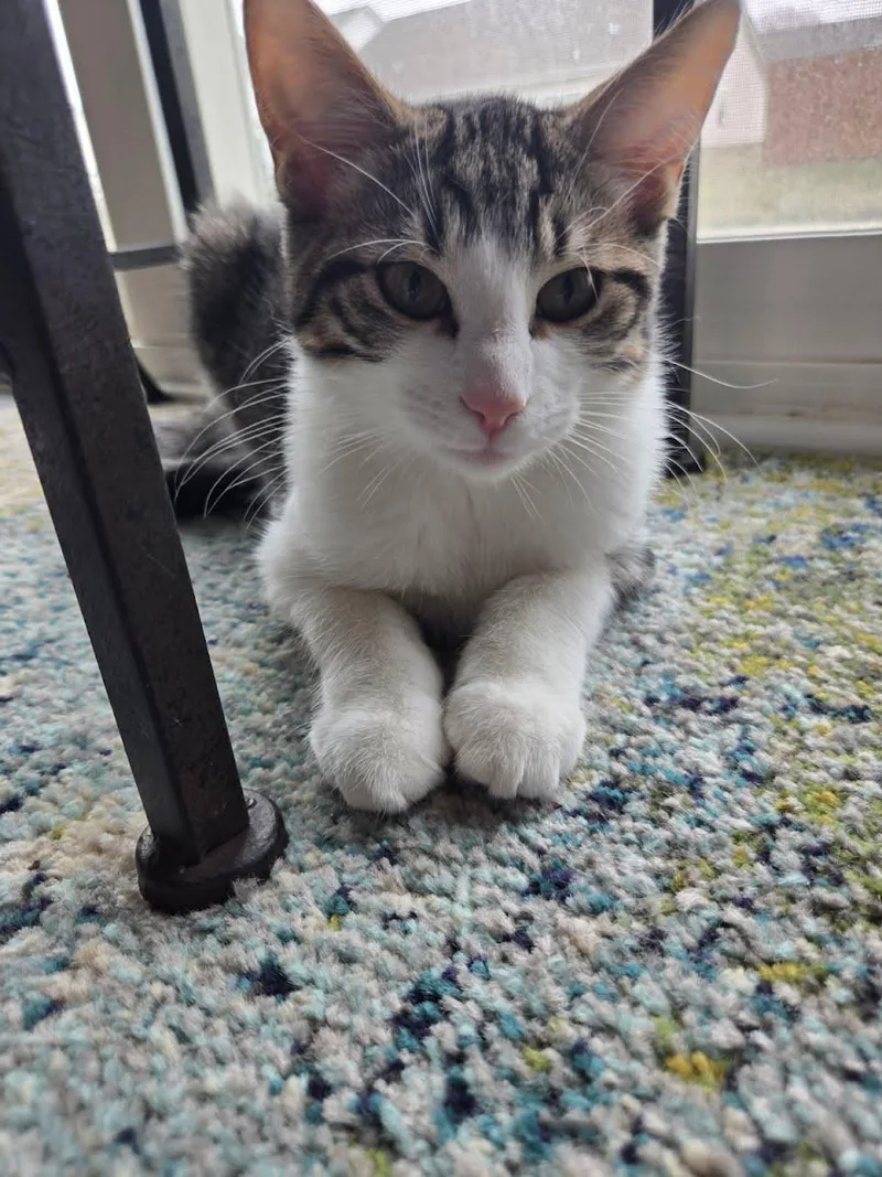 Dr Pepper thumbnail 4