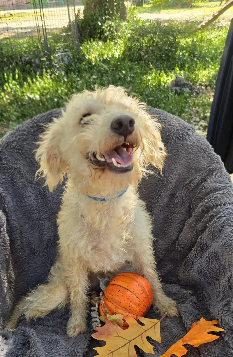 Hazino Mvt thumbnail 4