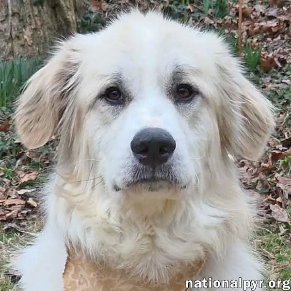 Mellow In Va  thumbnail 3