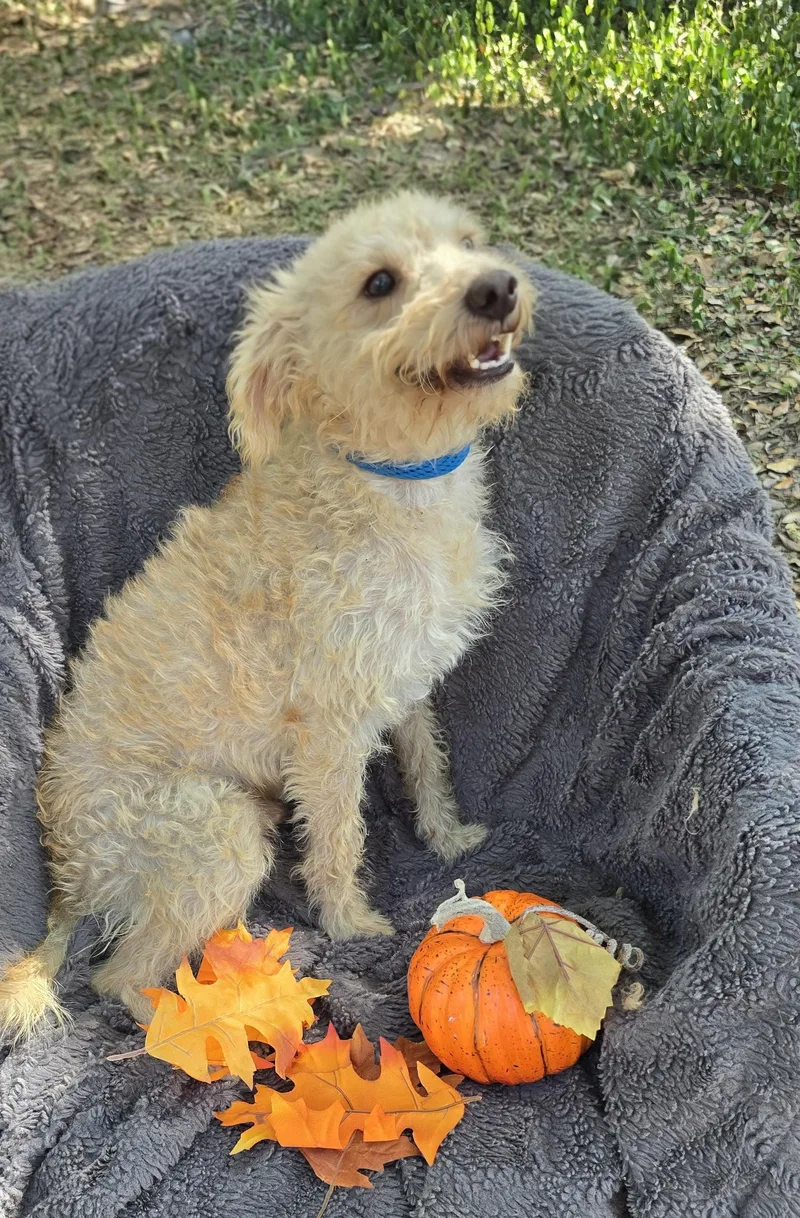 Hazino Wvt thumbnail 4