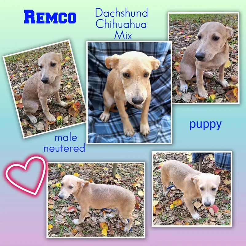 Remco Ort thumbnail 6