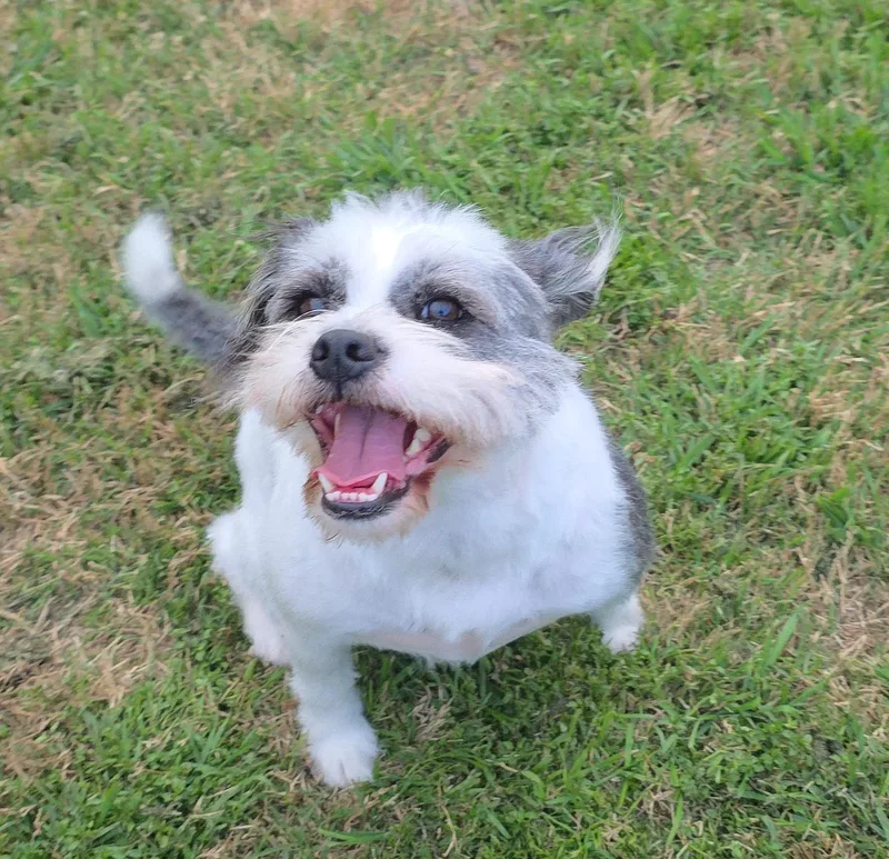 Sugarsnap Slthw thumbnail 2