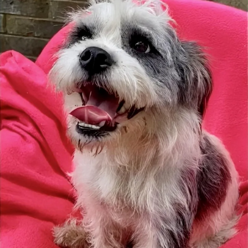 Sugarsnap Slthw thumbnail 4