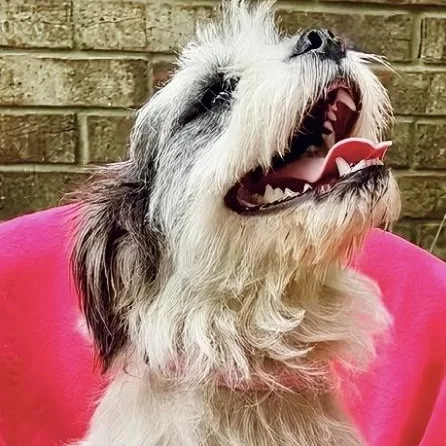 Sugarsnap Slthw thumbnail 5