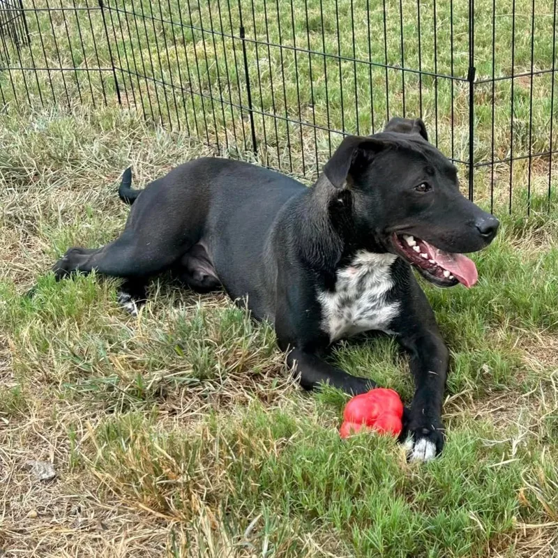 Shadowchaser Ort thumbnail 6