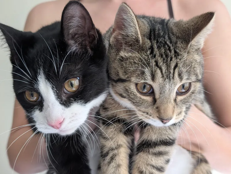 Snoopy & Woodstock thumbnail 3