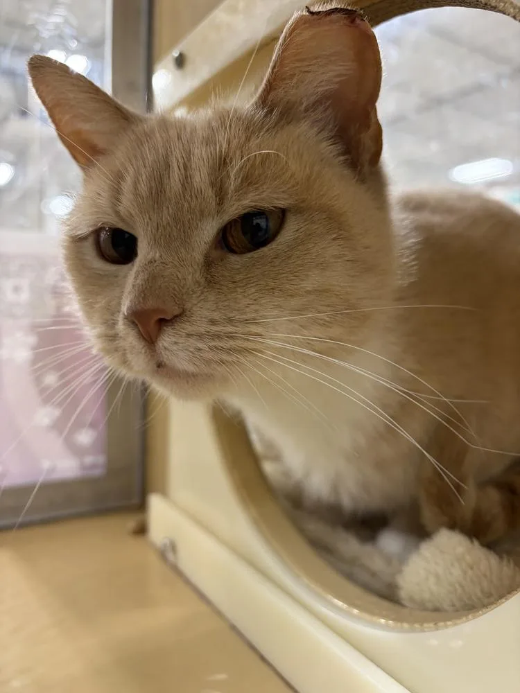 Xena Warrior Princess thumbnail 2