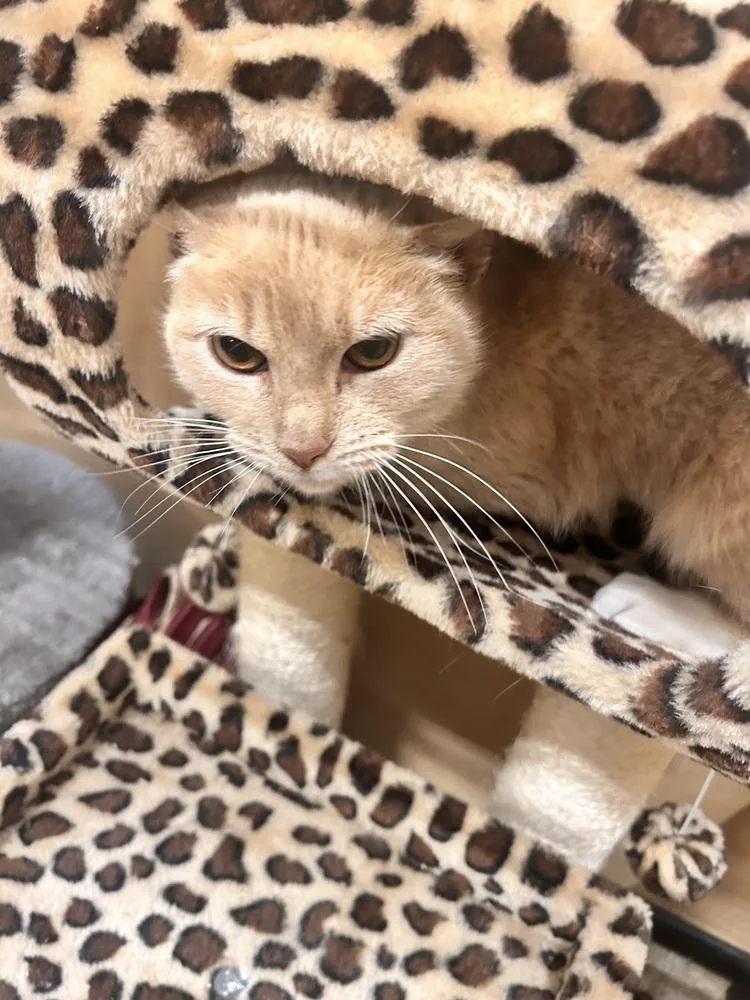 Xena Warrior Princess thumbnail 4