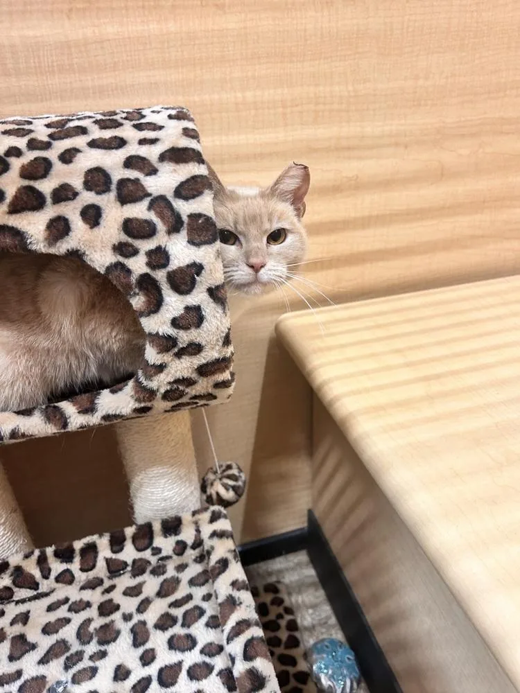 Xena Warrior Princess thumbnail 5