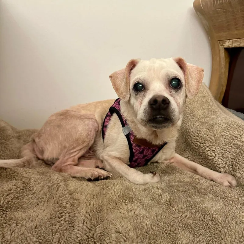 Blessing thumbnail 2