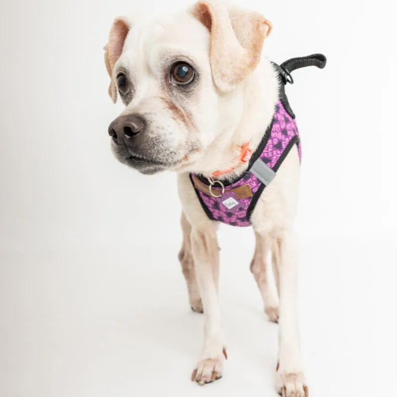 Blessing thumbnail 3