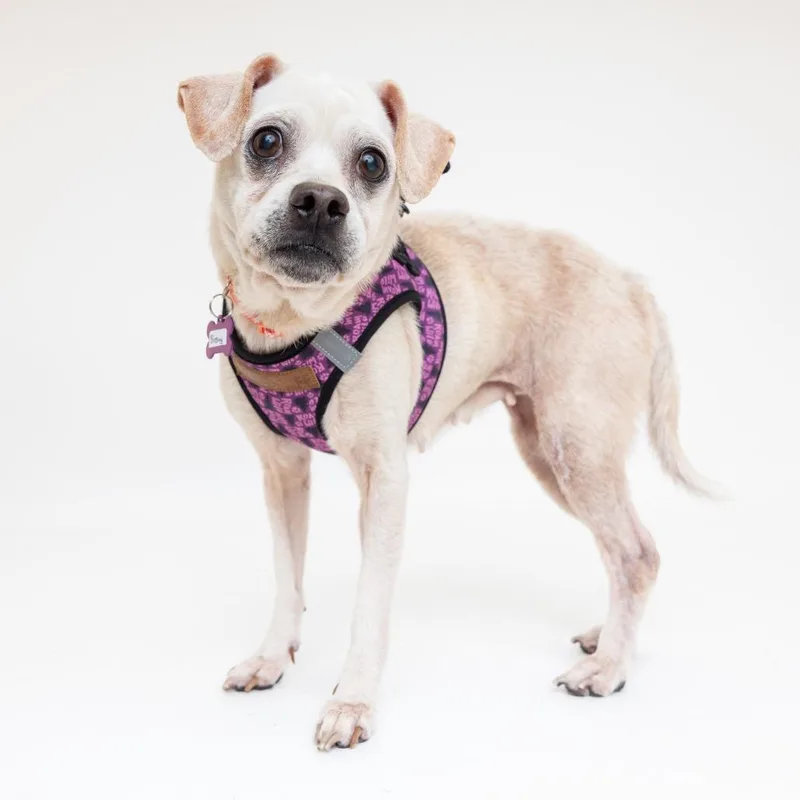 Blessing thumbnail 4