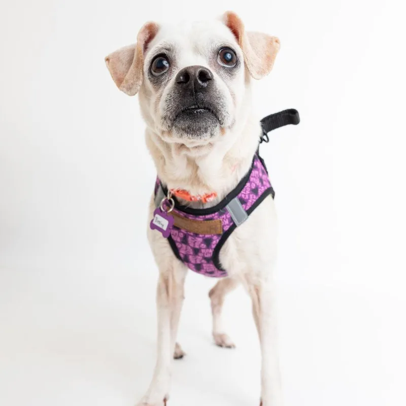 Blessing thumbnail 5