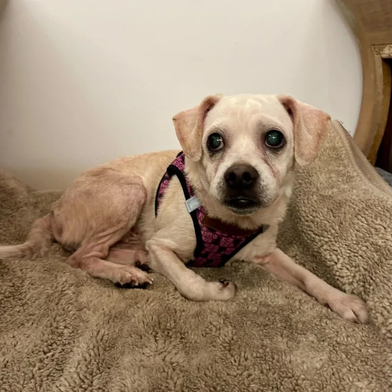 Blessing thumbnail 6