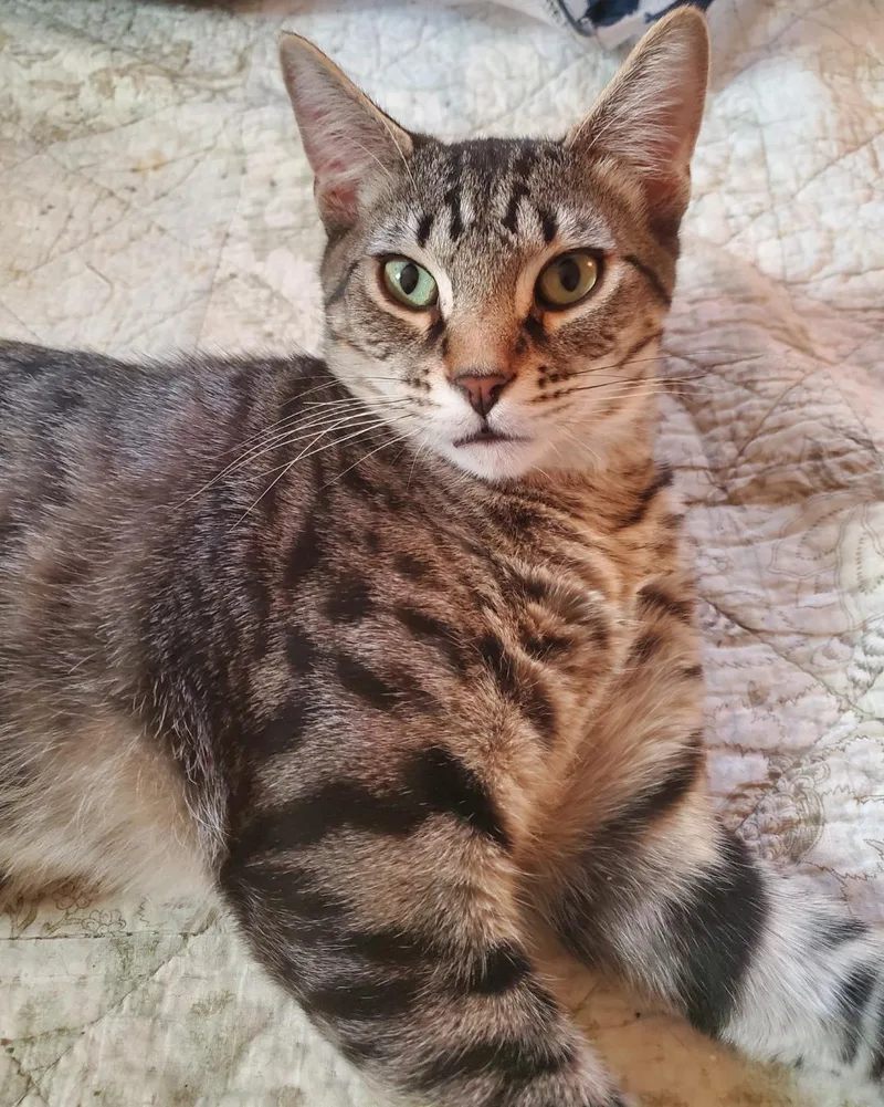 Butter Rum thumbnail 2