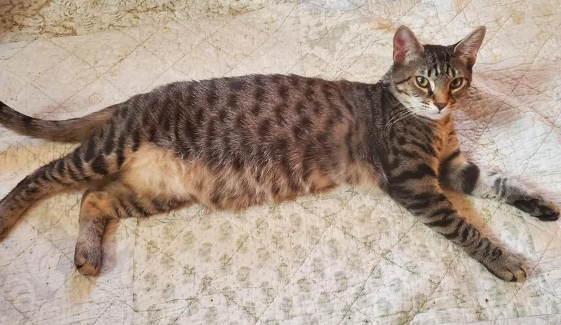 Butter Rum thumbnail 3