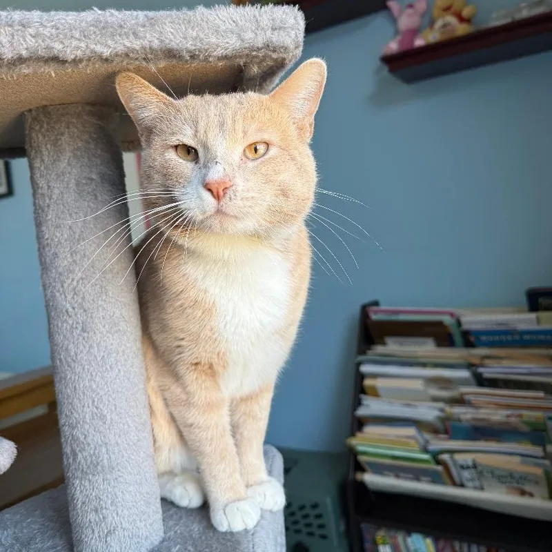 An adult medium-sized male Buff & White Domestic Short Hair cat named Calvin for adoption in Mokena, IL