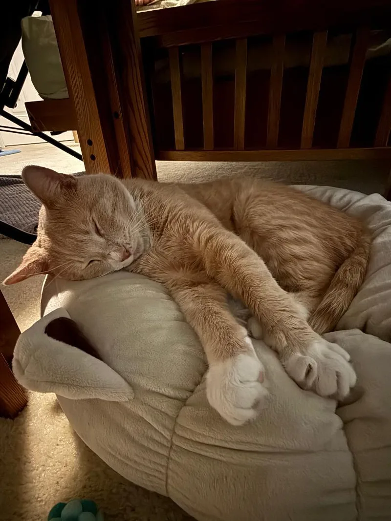 Calvin thumbnail 3